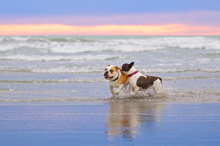 Bulldogs at the beach